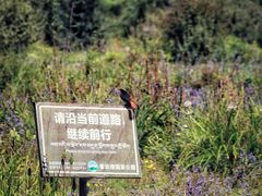 -普达措国家公园