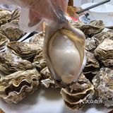 苏岗村里有肥嘟嘟的生蚝吃噢！