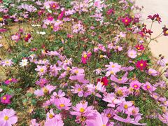 -天适樱花悠乐园