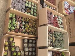 -中环花鸟鱼虫市场
