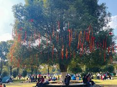 -艾溪湖湿地公园