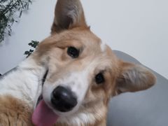 -宠福鑫康馨动物医院·骨科·眼科