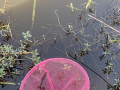 -同銮特种养殖场·龙虾垂钓