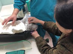 -纳吉亚猫专科动物医院博雅分院