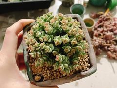 -中环花鸟鱼虫市场