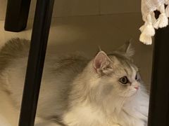 -momokira米努特·德文卷毛猫·棉花面纱犬