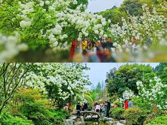 -铁山坪森林公园