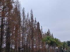 -江心屿景区