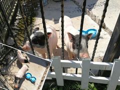 -上海滴水湖皇冠假日酒店