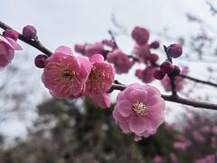 -杭州植物园