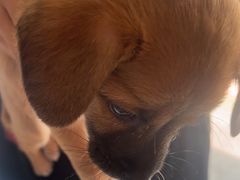 -瑞派福兴宠物医院犬猫全科·骨科·中西医结合(河东店)