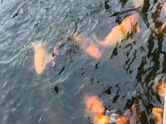 -水都餐厅