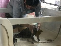 -70cat德文卷毛猫·缅因猫纯种猫舍