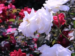 -人民公园(罗湖区)