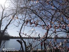 -大兴滨河森林公园