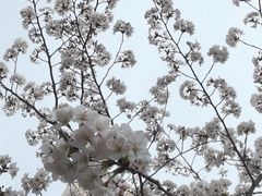 -高东镇樱花园