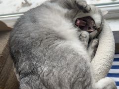 -纳吉亚猫专科动物诊疗中心(蒋宅口分院)