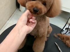 -多卡布奇宠物生活馆(上林世家店)