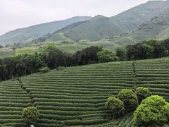 -帐篷客·溪龙茶谷度假酒店