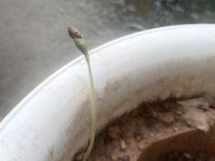 -肯德基(金雀山店)