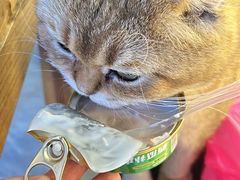 -猫小院猫主题餐厅(南锣旗舰店)