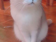 -李小姐の猫咖啡馆(五角场店)