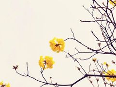 -华西坝(地铁站)