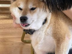 -是阿柴呀！柴犬咖啡·爱喵喵猫咖