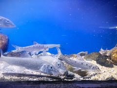 -上海海洋水族馆