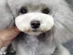 -鑫艺宠物美容培训学校