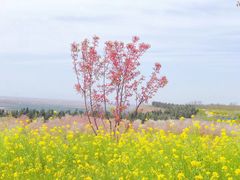 -古柏渡丰乐樱花园