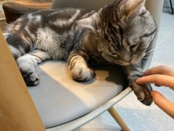 -幸运7纹身刺青Lucky7tattoo