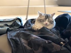 -飞行喵MR PILOT|猫舍·猫咖(静安大融城店)