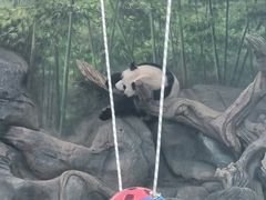 -武汉动物园