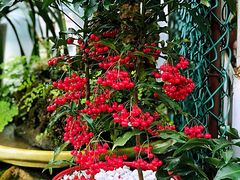 -三圣花乡旅游区