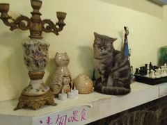 -猫色咖啡·猫咖