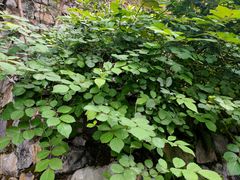-巴倒烫陆派重庆火锅(南山店)