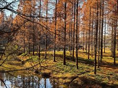 -黄海国家森林公园