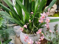 -青石桥花鸟鱼虫市场(叠翠城店)