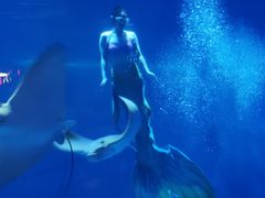 -烟台海昌鲸鲨海洋公园