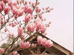 -三圣花乡旅游区