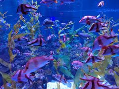 -海合安成都极地海洋公园