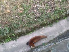 -都江堰中华大熊猫苑