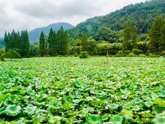 -鸿运楼·舌尖上的徽菜