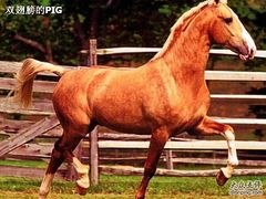 -松声马术俱乐部