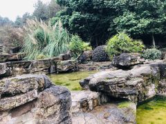 -铁山坪森林公园