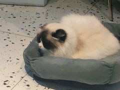 -喵喵咪呀布偶猫咖(春熙路店)