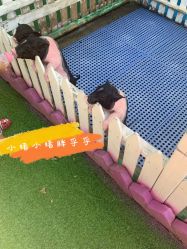 点击看大图 -萌宠亲子动物乐园(槐房万达店)