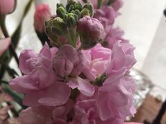 -鲍鱼王子(深圳大厦店)