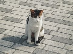 -静安公园(静安寺街道)